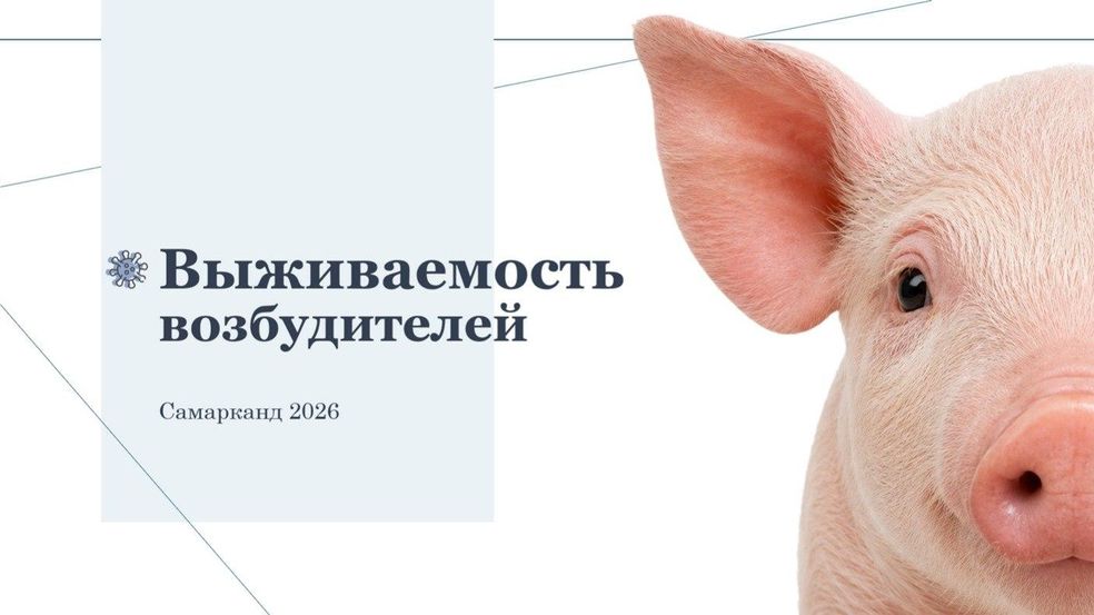Слайд Выживаемость возбудителей с изображением поросенка