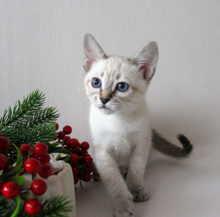 Елена Дом Волгиных, окрас сил-тэбби пойнт