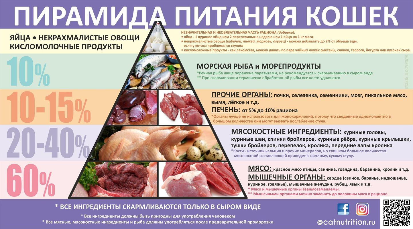 Пирамида питания кошек: мясо, мясокостные ингредиенты, органы и морская рыба