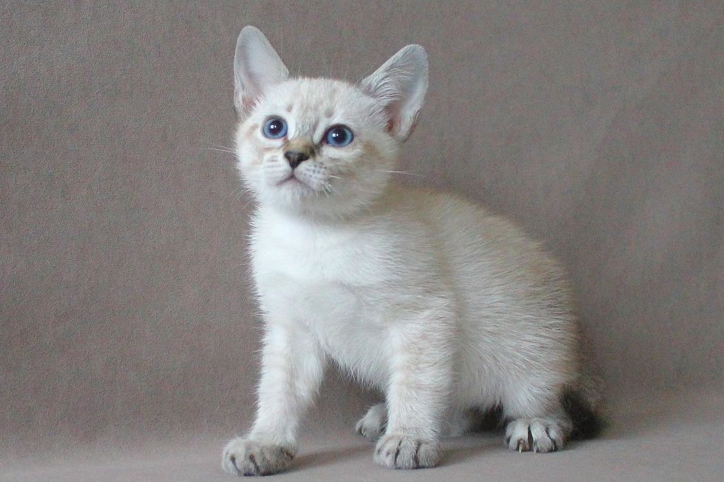 Елена Дом Волгиных — видео-фрагмент