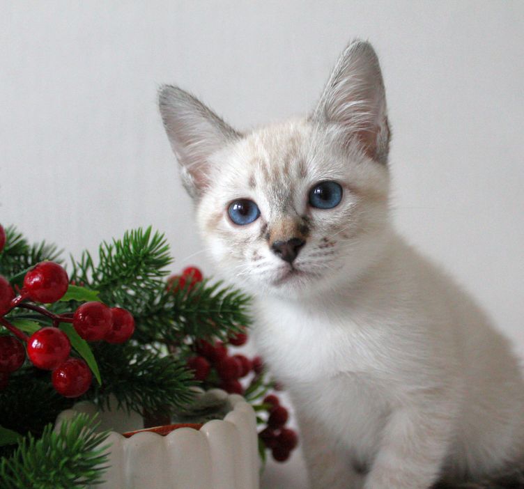 Елена Дом Волгиных, окрас сил-тэбби пойнт