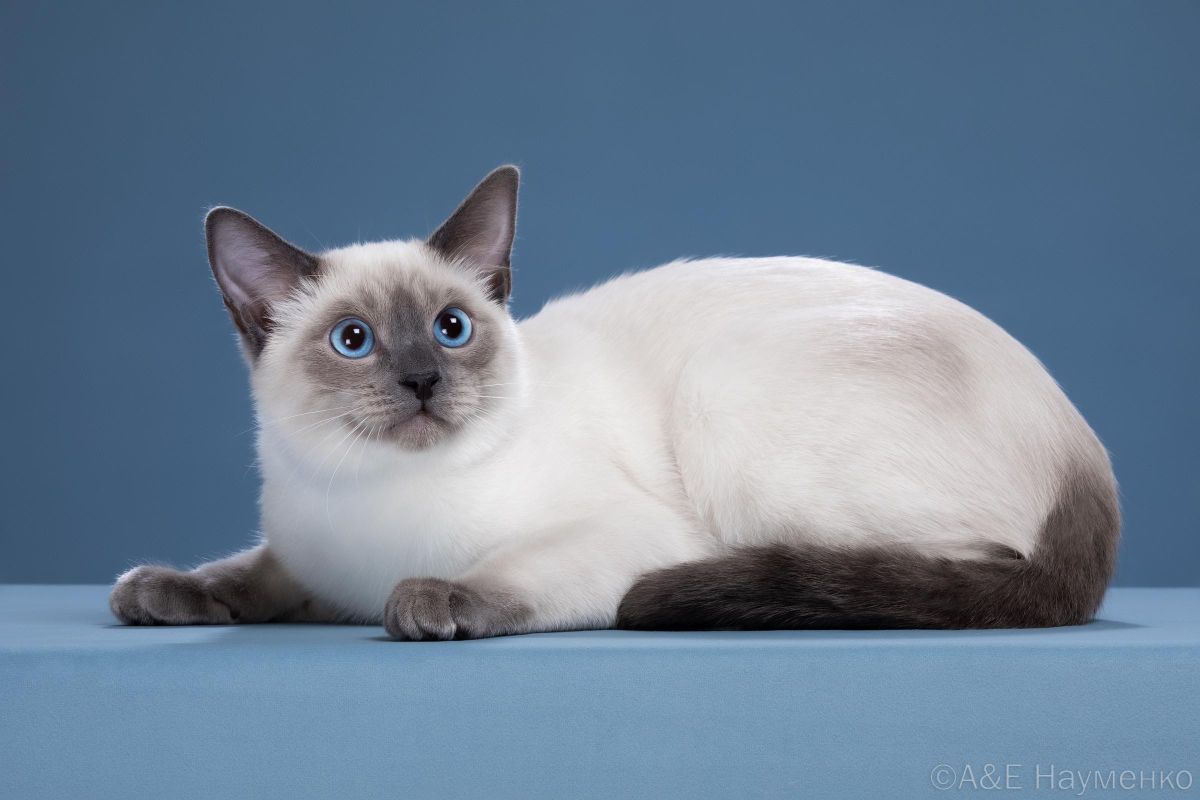 Дом Волгиных, окрас сил-пойнт