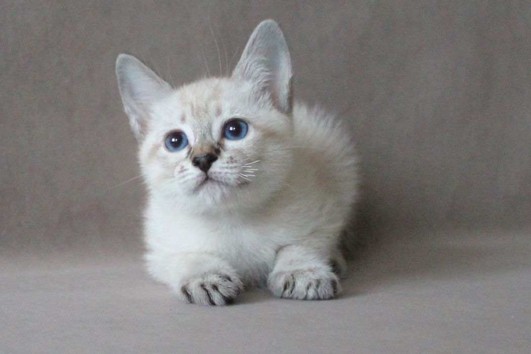 Елена Дом Волгиных — видео-фрагмент