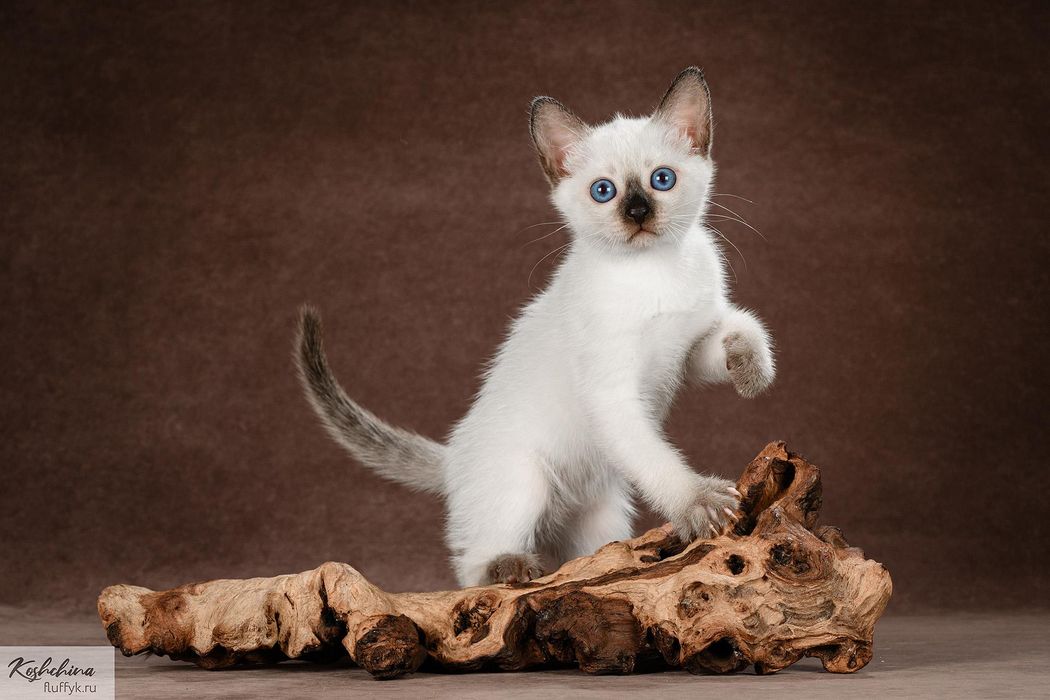 Тайский котёнок