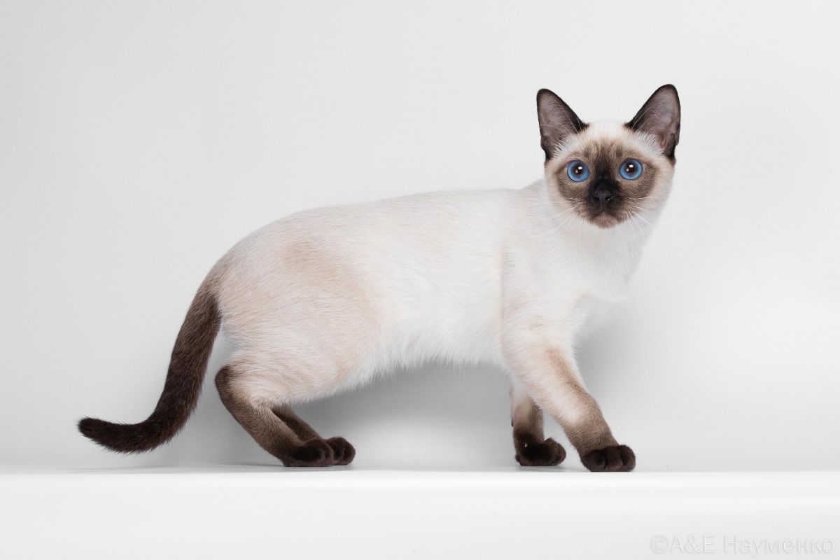 Тайская кошка Царевна Дом Волгиных, окрас сил-пойнт