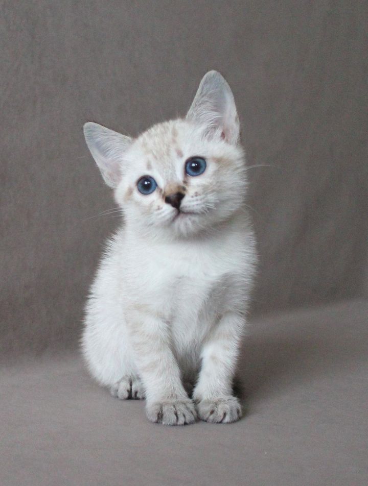 Екатерина Дом Волгиных, окрас сил-тэбби пойнт