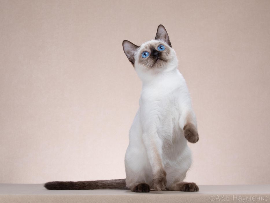 Тайские котята